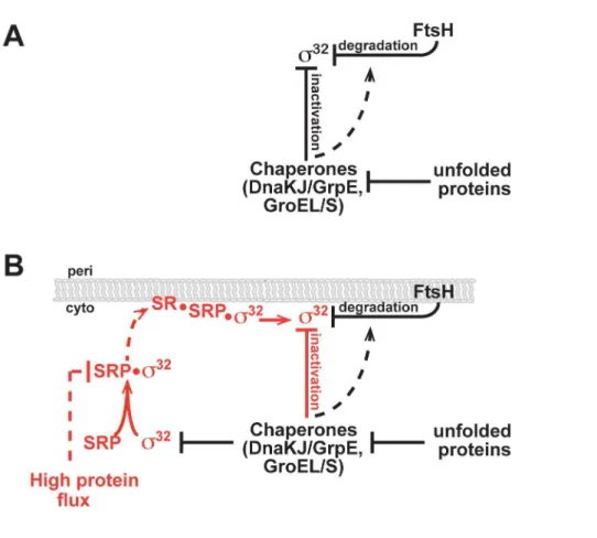 Figure 1. Homeostatic control circuits of s 32 . (A) Current and (B) revised model for activity and degradation control of s 32 