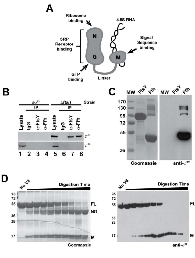 Figure 2. s 32 binds to Ffh. (A) Schematic representation of E. coli SRP (Ffh+4.5S RNA), indicating experimentally confirmed functions associated with each domain