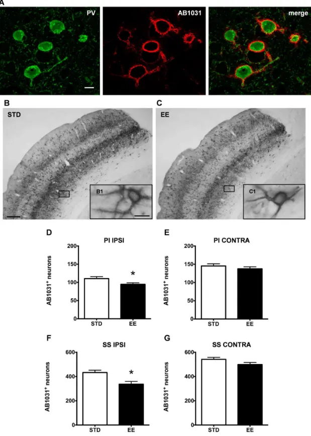 Figure 8. Environmental stimulation decreases the number of AB1031 + PV/GABA neurons in the rat cerebral cortex after PT
