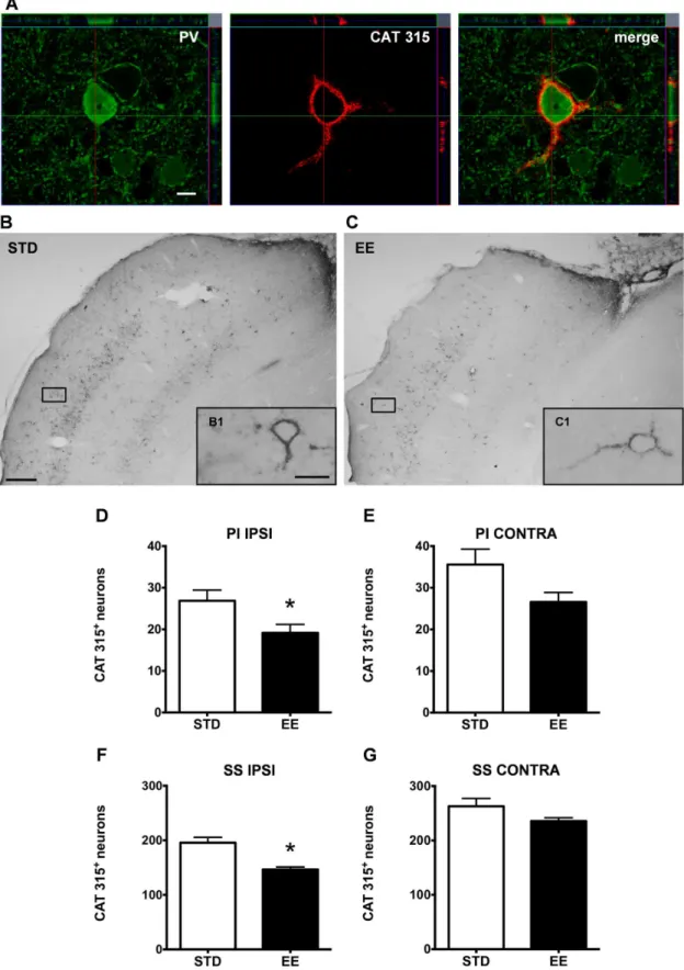 Figure 9. Enriched housing decreases the number of Cat-315 + PV/GABA neurons in the rat cerebral cortex after PT