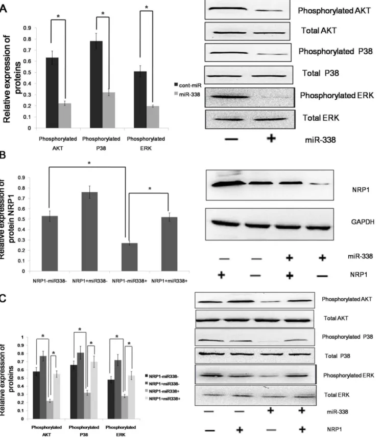 Figure 4. miR-338 up-regulates the phosphorylation of ERK1/2, P38 MAPK and Akt via NRP1