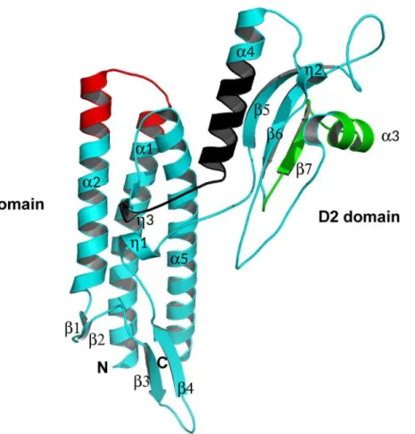 Fig 6. Domain organization and 3D crystal structure of FliC Bp . Schematic secondary structure ribbon representation of the crystal structure of FliC Bp 