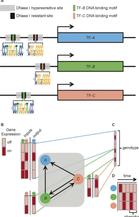 Figure 1. Constructing human transcription factor networks (TFNs) from genome-wide DNase I hypersensitivity profiles and motif analysis