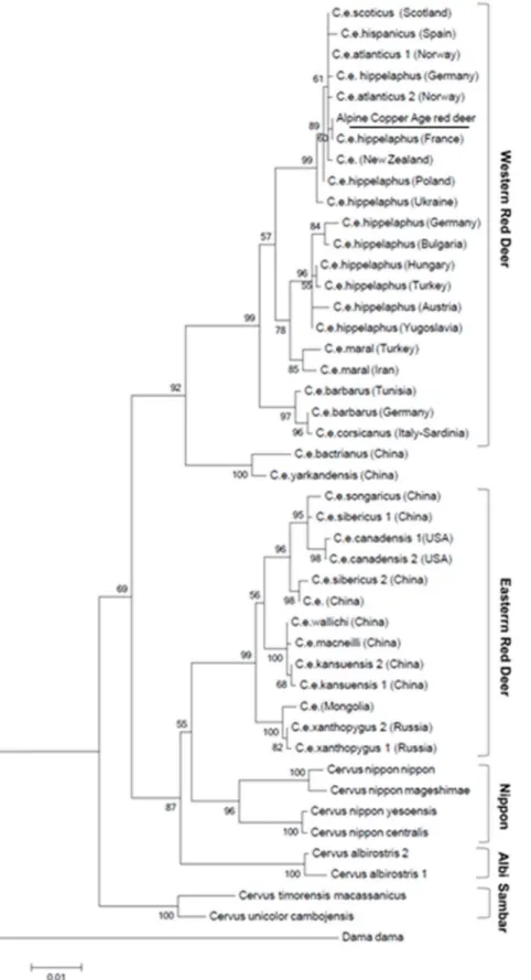 Figure 1. Maximum likelihood tree of the 1,140 bp cytochrome b sequences from worldwide red deer