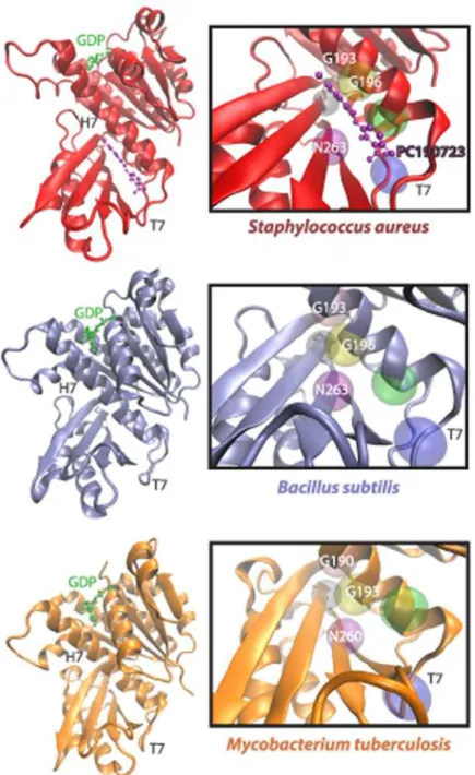 Fig 1. The FtsZ PC190723-binding pocket differs structurally across bacterial species