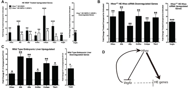 Fig 5. Proposed Hhex-Vegf Hepatic Regulatory Pathway. Hhex and Vegf signaling modulate the commitment of DE cells toward the HE lineage