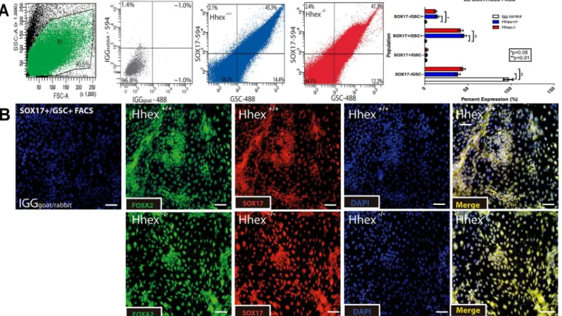 Fig 1. Differentiation of Definitive Endoderm. Fig 1: Hhex -/- ESCs show no defects when differentiated toward definitive endoderm