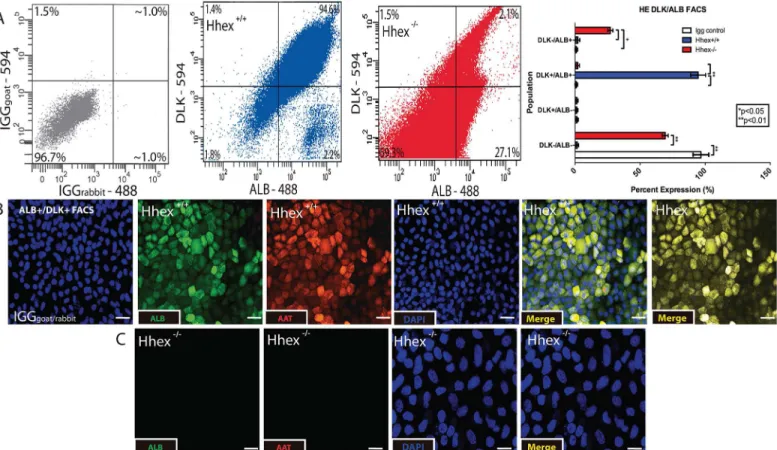 Fig 3. Differentiation of Hepatic Endoderm. Hhex -/- definitive endodermal cells did not differentiate toward hepatic endoderm