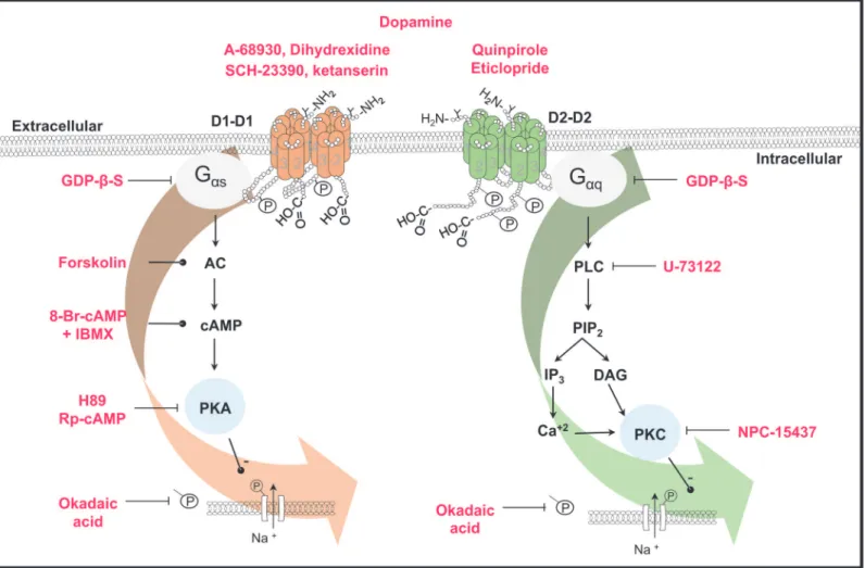 Fig 8. Scheme of the signaling pathways activated by D1- and D2-like receptors in the spiral ganglion neurons