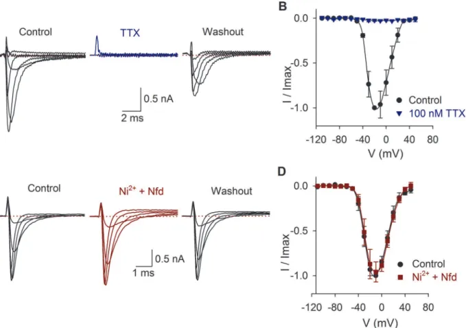 Fig 1. Effects of TTX, nickel and nifedipine on the I Na . A) I Na produced by voltage pulses from − 110 mV to 50 mV in control conditions, during 100 nM TTX perfusion and 2 min after washout