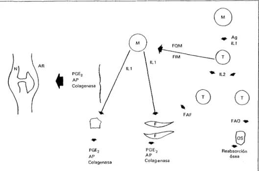 Figura 2 - Representación esquemática de la estimulación inmunologica y activación de los linfócitos