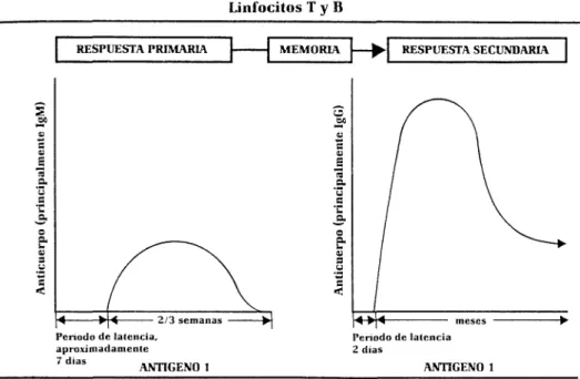 Figura 3 - Las respuestas primaria y secundaria 
