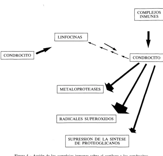 Figura 4 - Acción de los complejos inmunes sobre el cartilago y los condrócitos 