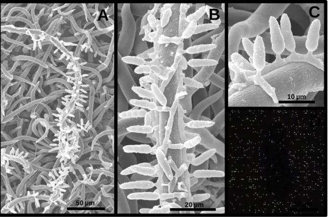 Figura 03. A-D. Janetia sp. em tricomas de Ocotea sp. A, B e C. Crescimento do  micélio superficial esporulado ao longo de tricomas