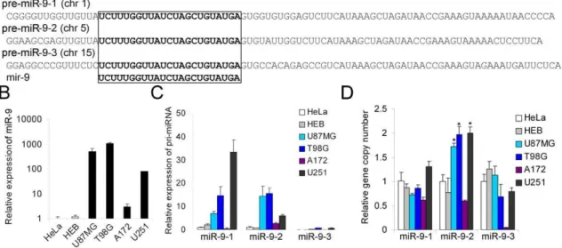 Figure 1. MiR-9 is highly expressed in glioma cell lines. (A) Schematic representation showing that miR-9 can be generated by the processing of any of the three primary transcripts encoded by three distinct genes (9-1, 9-2 and 9-3)