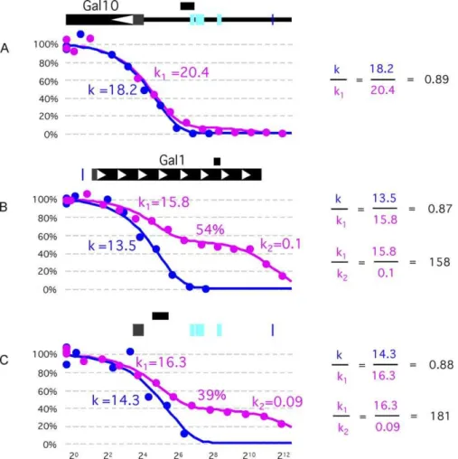 Figure 2 shows that in cells in which the GAL1,10 genes were not expressed, rather precisely positioned nucleosomes were found ﬂanking the UASg