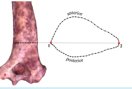 Figure 1 Transverse section and two-dimensional landmarks used in this study. Section location is shown on a 3D surface scan of KNM-ER 739 (posterior view)