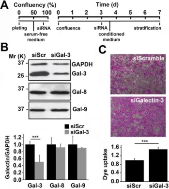 Figure 2. Abrogation of galectin-3 impairs barrier function in mouse corneas. Numerical scoring for the intensity of staining with rose bengal revealed a higher incidence of epithelial defects in corneas of galectin-3 null mice (Gal-3 2/2 ) as compared to 