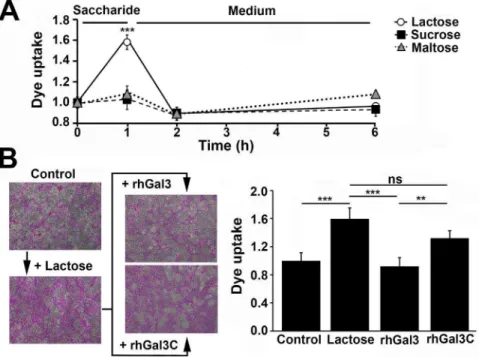 Figure 3. Disruption of galectin-3 binding and multimerization impairs glycocalyx barrier function