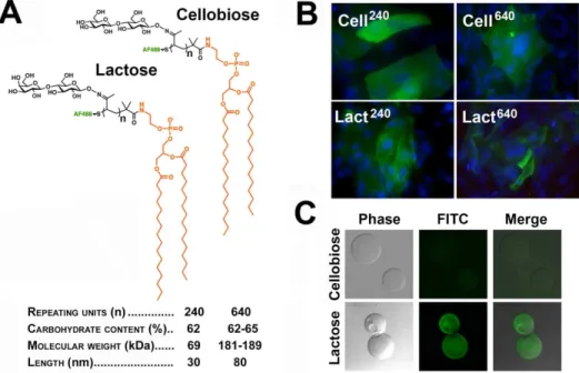 Figure 5. Cellobiose glycopolymers impair glycocalyx barrier function in human corneal epithelial cells