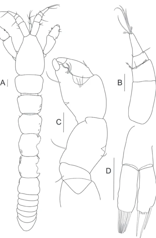 Figure 4. Bunburia prima sp. n., allotype male. A body, dorsal view B antennule C cheliped D pleopod