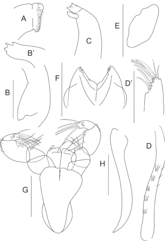 Figure 2. Bunburia prima sp. n., paratype female. A labrum B mandible molar B’ incisor of right man- man-dible C left manman-dible D maxillule endite D details of distal part of maxillule e maxilla F labium  G maxil-liped h epignath