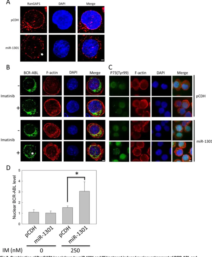Fig 7. Combination of RanGAP1 knockdown by miR-1301 and IM treatment induced nuclear entrapment of BCR-ABL and increased P73 phosphorylation levels in K562 cells