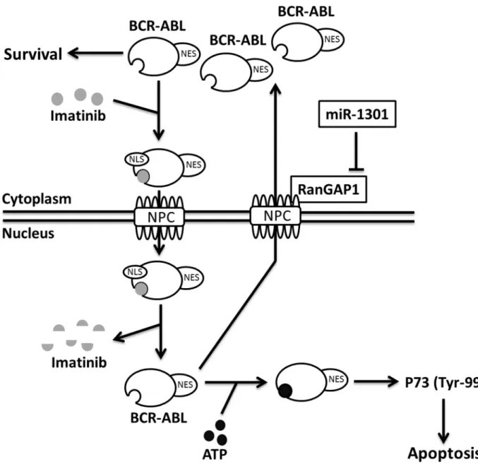 Fig 8. Proposed mechanism of IM efficacy enhancement. MiR-1301-inhibited RanGAP1 expression reduces BCR-ABL nucleo- nucleo-cytoplasmic shuttling; therefore, nuclear BCR-ABL activates P73 and increases IM-induced apoptosis in CML cells