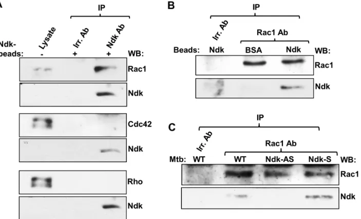 Figure 2. Mtb Ndk binds to Rac1 within the macrophage. A. Lysates from RAW macrophages ingesting Ndk-coated beads (MOI 5:1) were incubated with Ndk or irrelevant (Irr.) antibody and protein A agarose beads