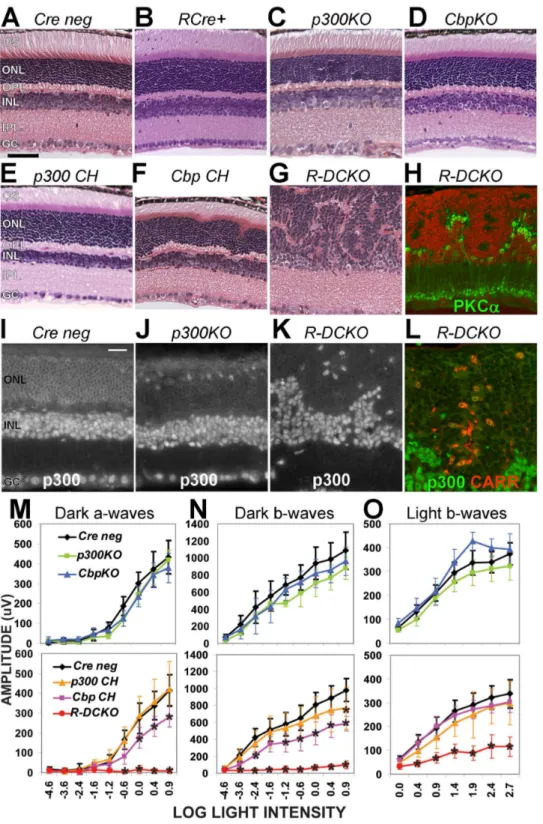 Figure 1. Knockout of both Ep300 and Cbp in rods disrupts photoreceptor architecture and function