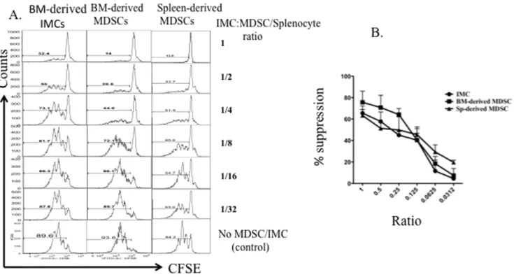 Figure 3. Comparison of suppressive activity of MDSCs with BM-derived IMCs. Bone marrow was harvested from 4T1 tumor-bearing BALB/