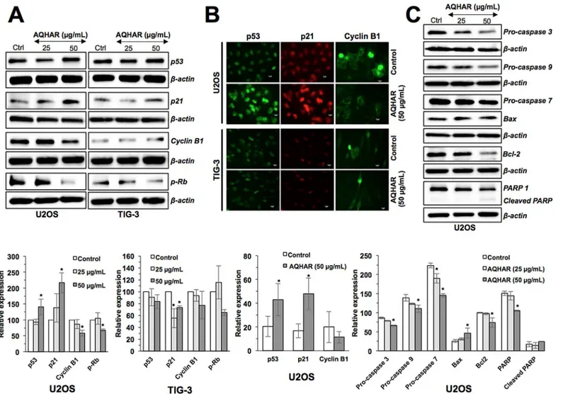 Fig 4. Effect of AQHAR on key regulators of cell cycle arrest and apoptosis in U2OS and TIG-3 cells