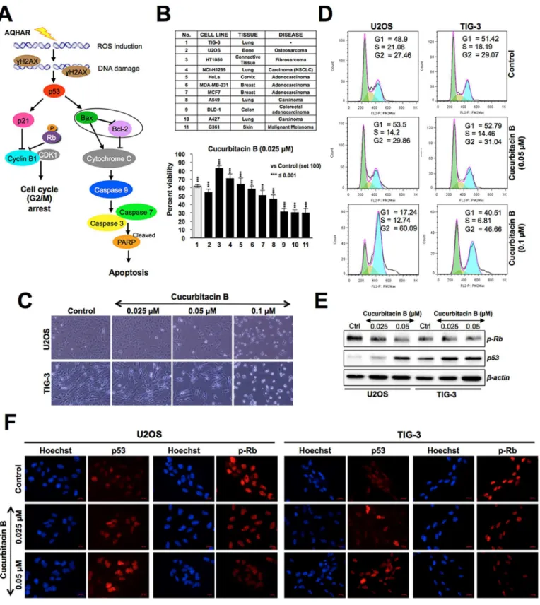 Fig 6. Cytotoxicity of curcubitacin B on cancer and normal human cells. (A) Schematic representation showing the effect of AQHAR on cancer cells by induction of oxidative stress (ROS) and DNA-damage leading to activation of growth arrest and apoptosis sign