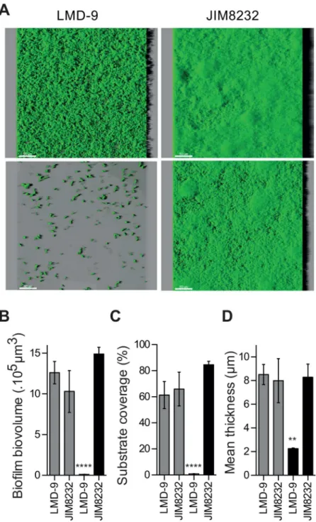 Fig 2. Spatial organization of S. thermophilus LMD-9 and JIM8232 biofilms, from series of confocal images