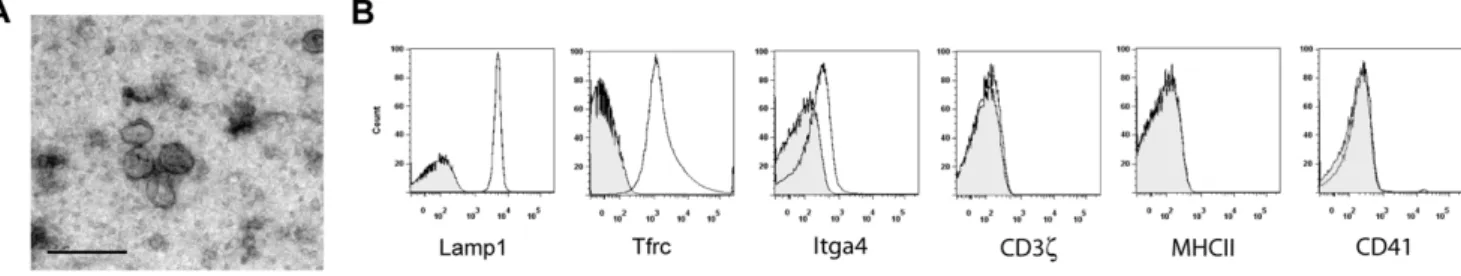 Figure 3. Characterization of exosomes isolated from supernatants of in vitro cultured P
