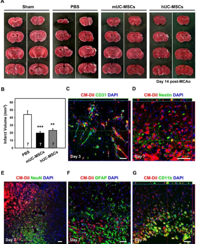 Figure 6.  mUC-MSCs transplantation attenuates ischemic brain injury.  (A) The C57BL/6JNarl mice were administrated 4 × 10 5 cells of mUC-MSCs, hUC-MSCs, or PBS control at 1 day after a 1β0-min MCAo