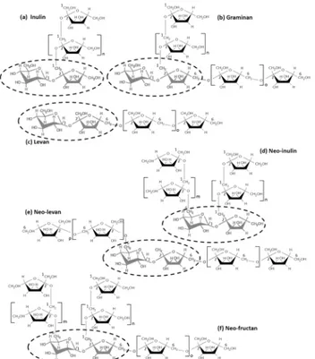 Fig 1. Structure of different types of fructans in plants. The sucrose molecule is encircled