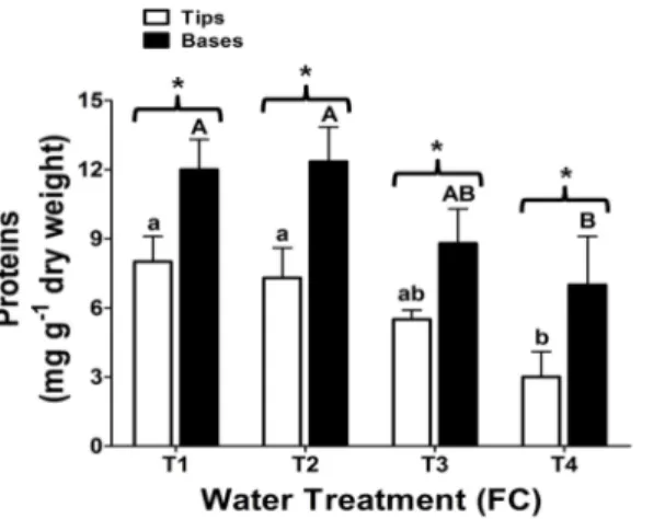 Fig 3. Total proteins in leaf tips and bases of Aloe vera plants. Plants were subjected to four different water treatments as described previously