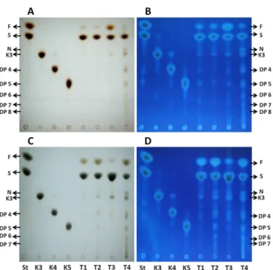 Fig 4. TLC analyses of oligofructans extracted from leaf tips and bases of Aloe vera plants.
