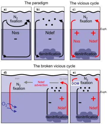 Fig. 1. Feedbacks in the marine nitrogen cycle. Negative feedbacks (black) reduce the initial perturbation