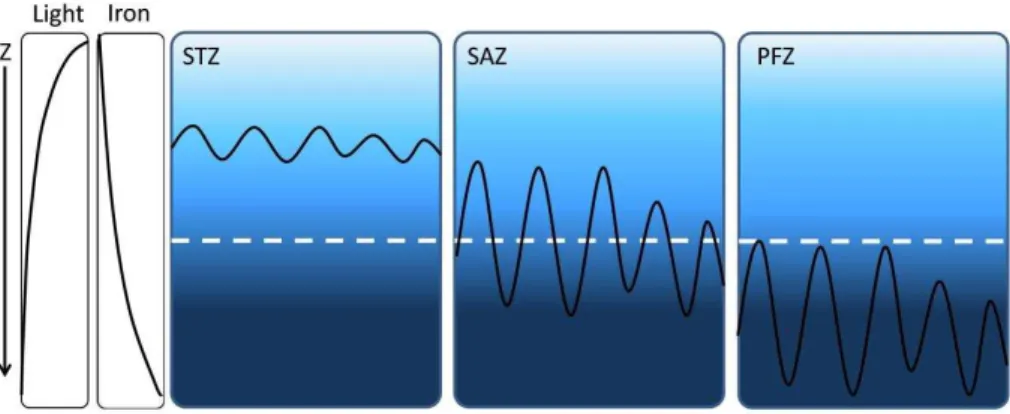 Fig. 4. Conceptual model shows MLD variability (black line) in the STZ, SAZ and PFZ, in relation to a water column irradiance depth threshold (dotted white line)