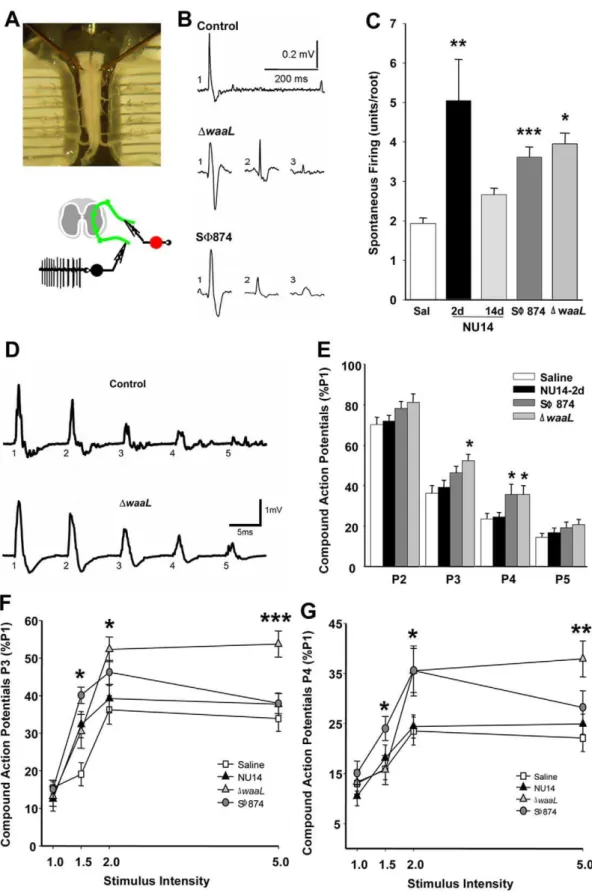 Figure 4. Pelvic pain behavior is associated with sacral spinal cord excitability. Spontaneous action potentials and evoked potentials were quantified in sacral spinal cords ex vivo at ventral roots S1–S3