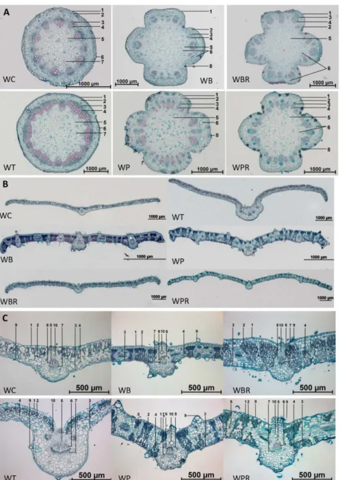 Fig 2. Transverse sections of stems and leaves of Wedelia species. A, Tissue sections of stems: 1.