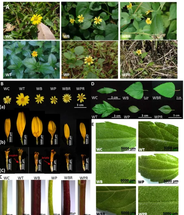 Fig 1. Macroscopic characteristics of Wedelia species. A, habitat; B, flower structures: (a) flowers, (b) ray florets, (c) disc florets; C, stems; D&amp;E, leaves.