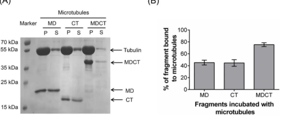 Figure 4. Effects of MD, CT and MDCT on the assembly of purified tubulin. A, Tubulin (10 mM) was polymerized in the absence and presence of 4 mM MD, CT, MDCT or MD and CT in PEM buffer containing 1 mM GTP