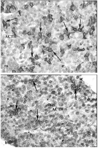 Fig. 1. Imunohistochemically labelled ACTH cells in: a) control rats, b) SRIH-14 treated females (PAP, 1256 X).