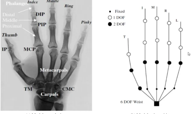 Figura 3.1: Modelo anatômico e cinemático de mãos para a estimação de posturas 3D [70].