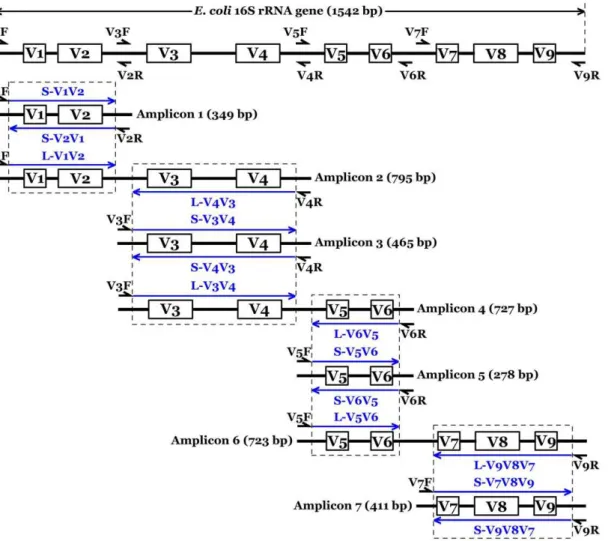 Figure 1. Schematic representation of experimental design employed in this study. The full length of E