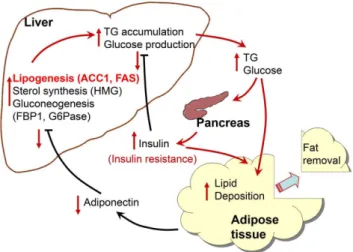 Figure 6. A proposed scheme of the molecular basis of the impact of lipectomy in obese rats