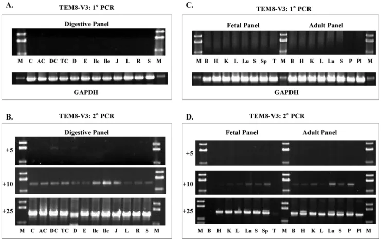 Table 2. Primers used for variant-specific real-time PCR analysis of TEM8.